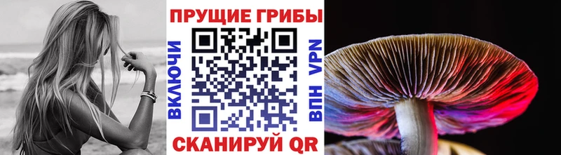 Купить закладки  Муром  Псилоцибиновые грибы Cubensis 